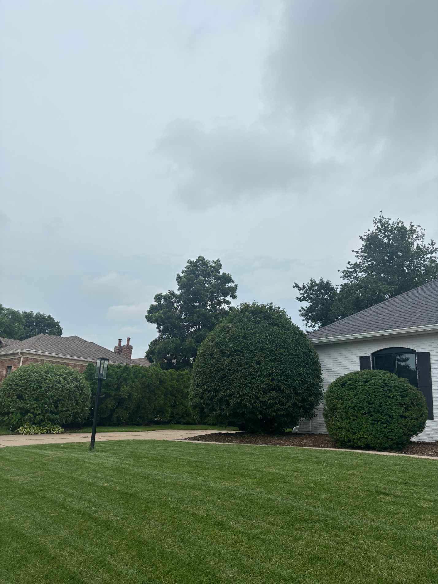 Rounded shrubs neatly trimmed in front of a white brick home with a mowed front lawn